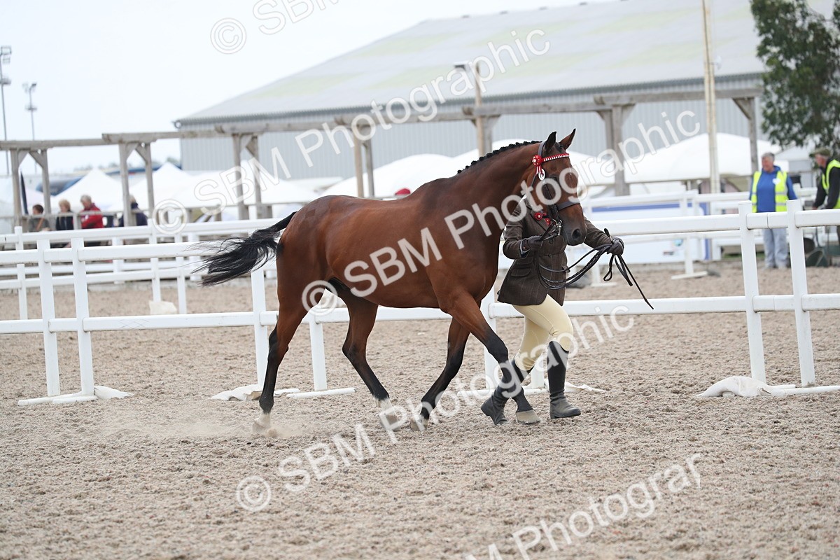 SBM_17902 - Class 317 IH Pure bred Horse/Pony