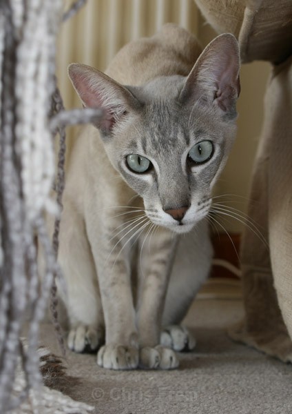 Frear-Cat - For T&C