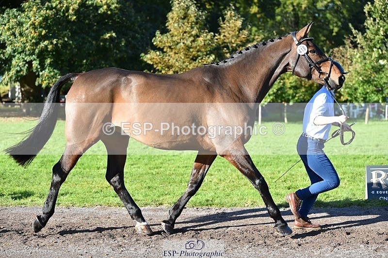 231022-105504-23586 - 418-PENHILL.REX-Lesley.Mitton-TrotUp+SJ