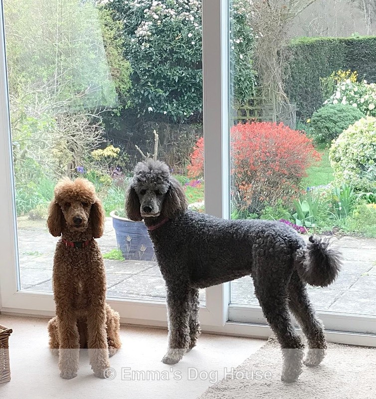  - Dogs