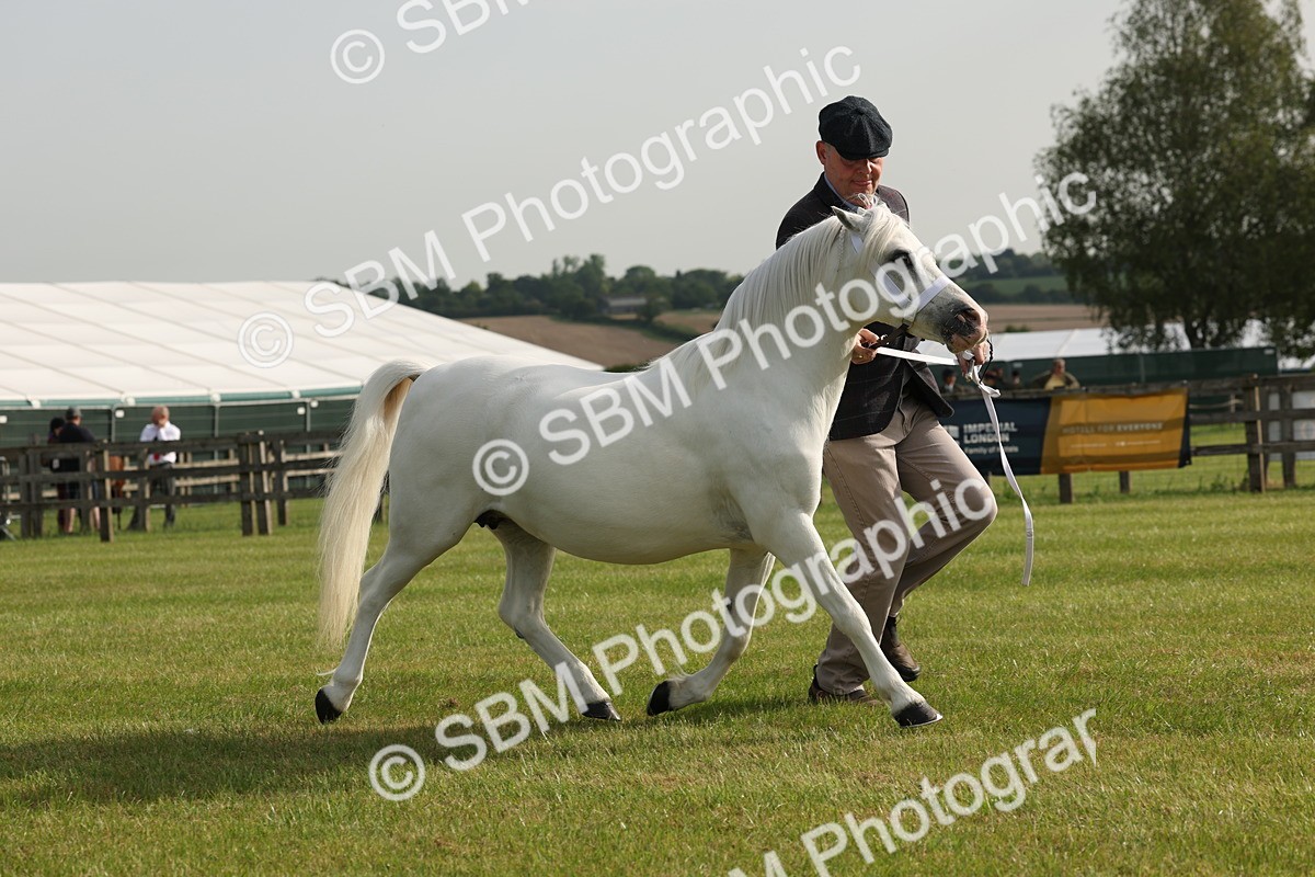 SBM_00528 - Class 6-13 - Mountatin and Moorland In Hand Welsh Breeds