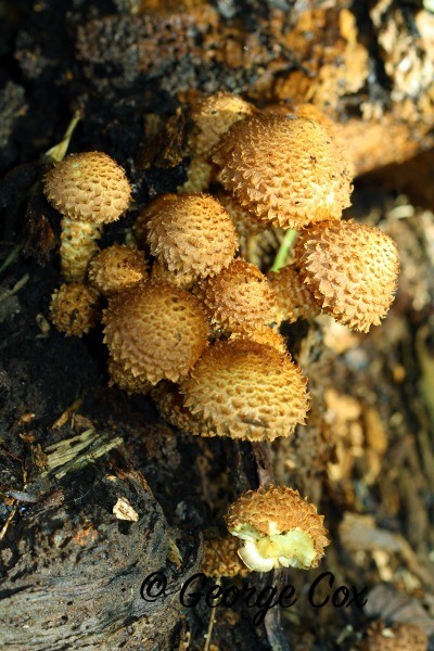 Shaggy Pholiota