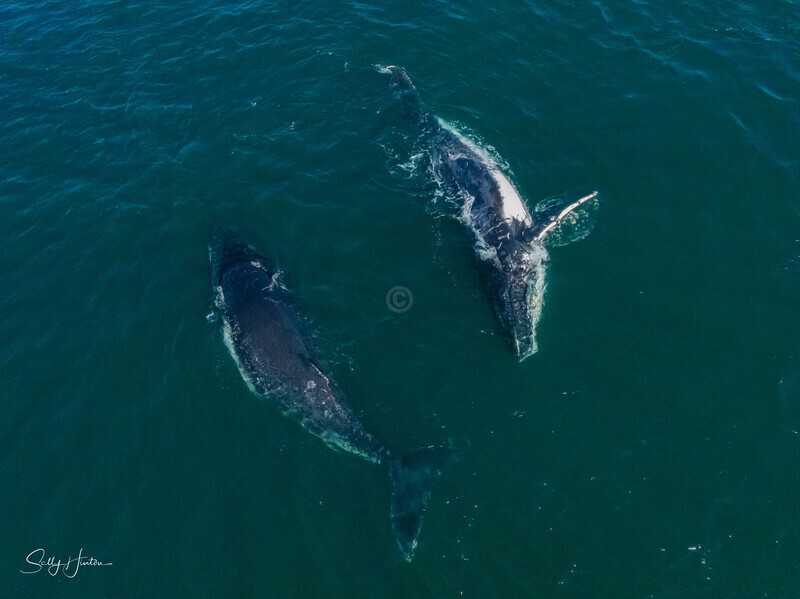 A Pair of Humpbacks Relaxing 6. DJI_0286 - 2025 Drone photos