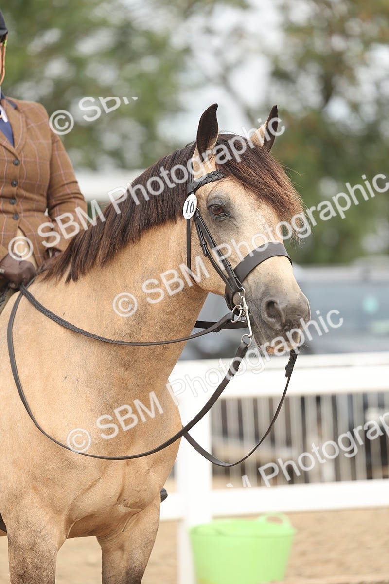 SBM_01931 - Class 14 - Ridden M&M Wildcard