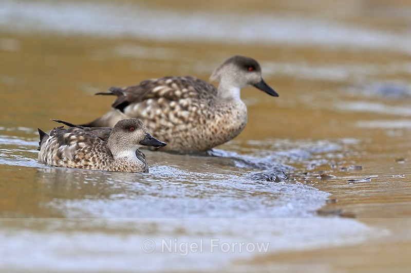 Crested Ducks arriving at beach, Carcass Island, Falklands - Crested Duck