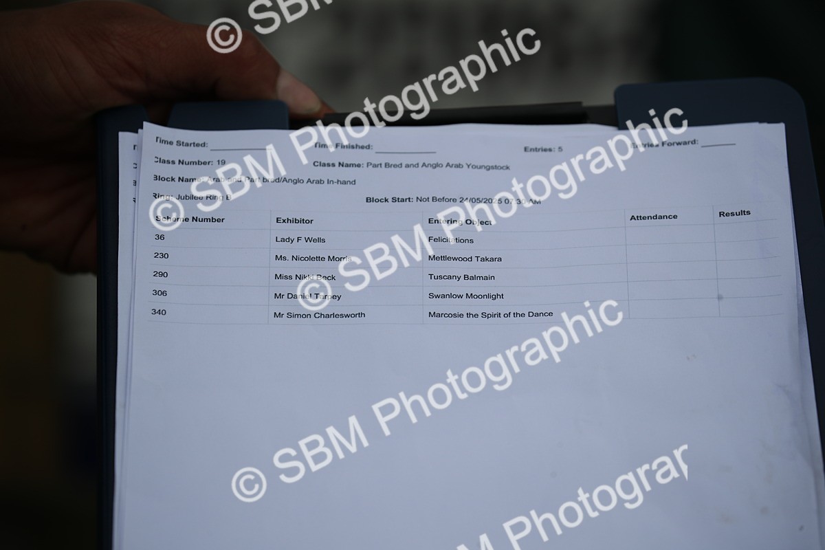 SBM_00031 - Class 17-20 - Arab & Part Bred - Anglo Arab In Hand