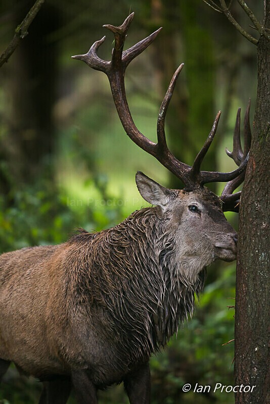 The Sniff Test! - Red Deer Stag - Nature
