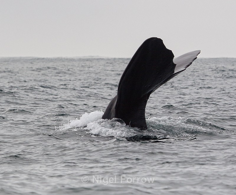 Sperm Whale dives showing flukes, Kaikoura, New Zealand - Whale
