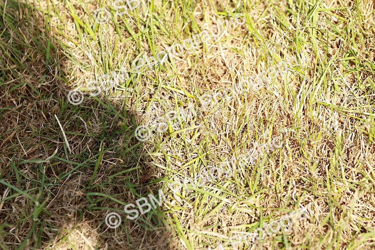SBM_05554 - Class 41-45 - Riding Pony-Hunter Pony Breeding