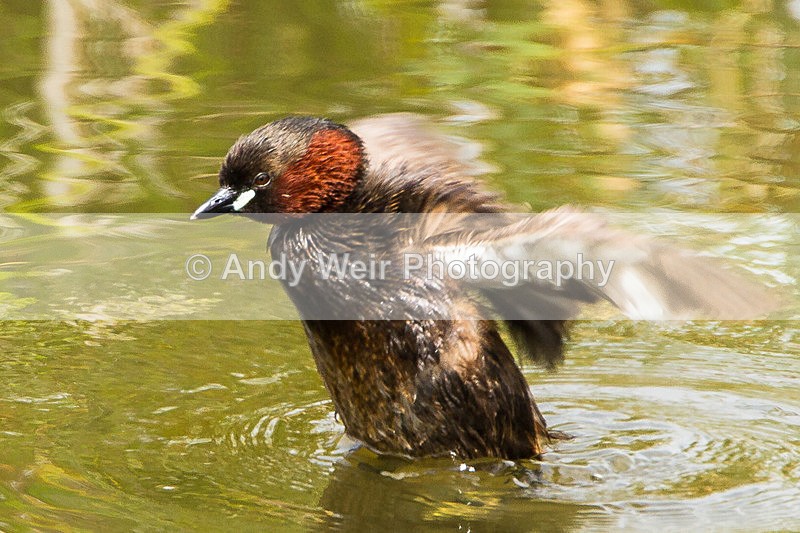 20140712-_MG_6690 - Gt. Crested & Little Grebes