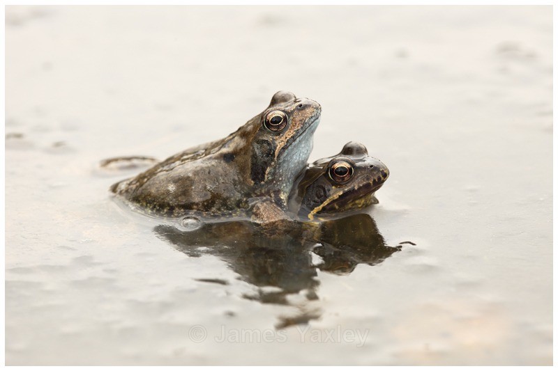 Stuck Like Glue - Amphibians