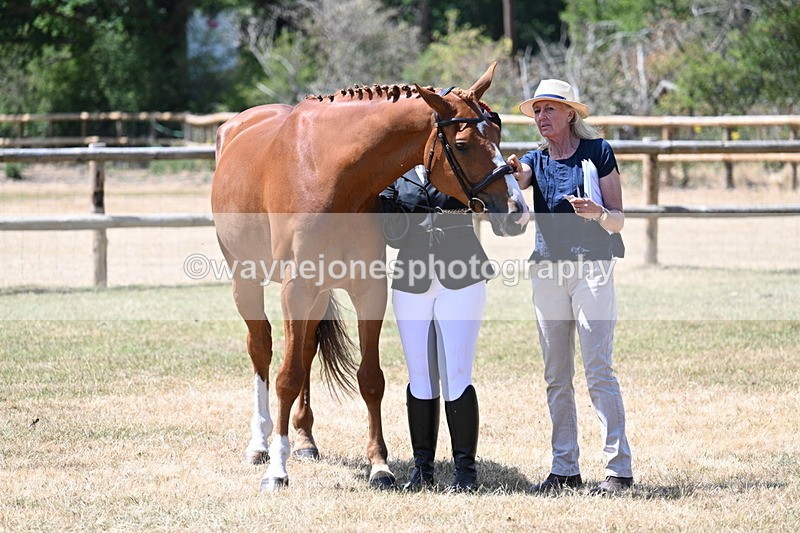 WJ7_2442 - Class 5a Most Handsome Gelding in hand (above 14.2hh)