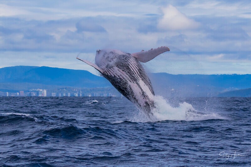 0A3A3626. Humpback Breach 16 - 2026 Whales