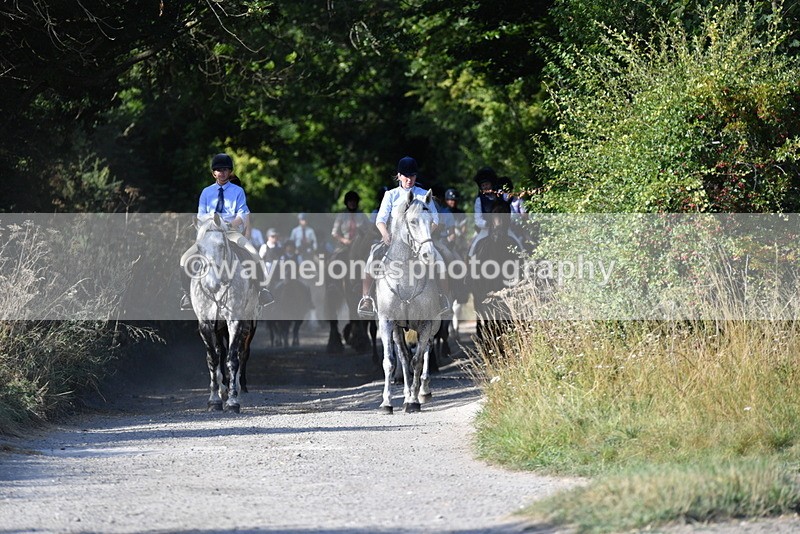 WJ5_4852 - Walk out with the hounds