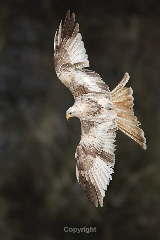 White Kite,Wales - Birds of Prey