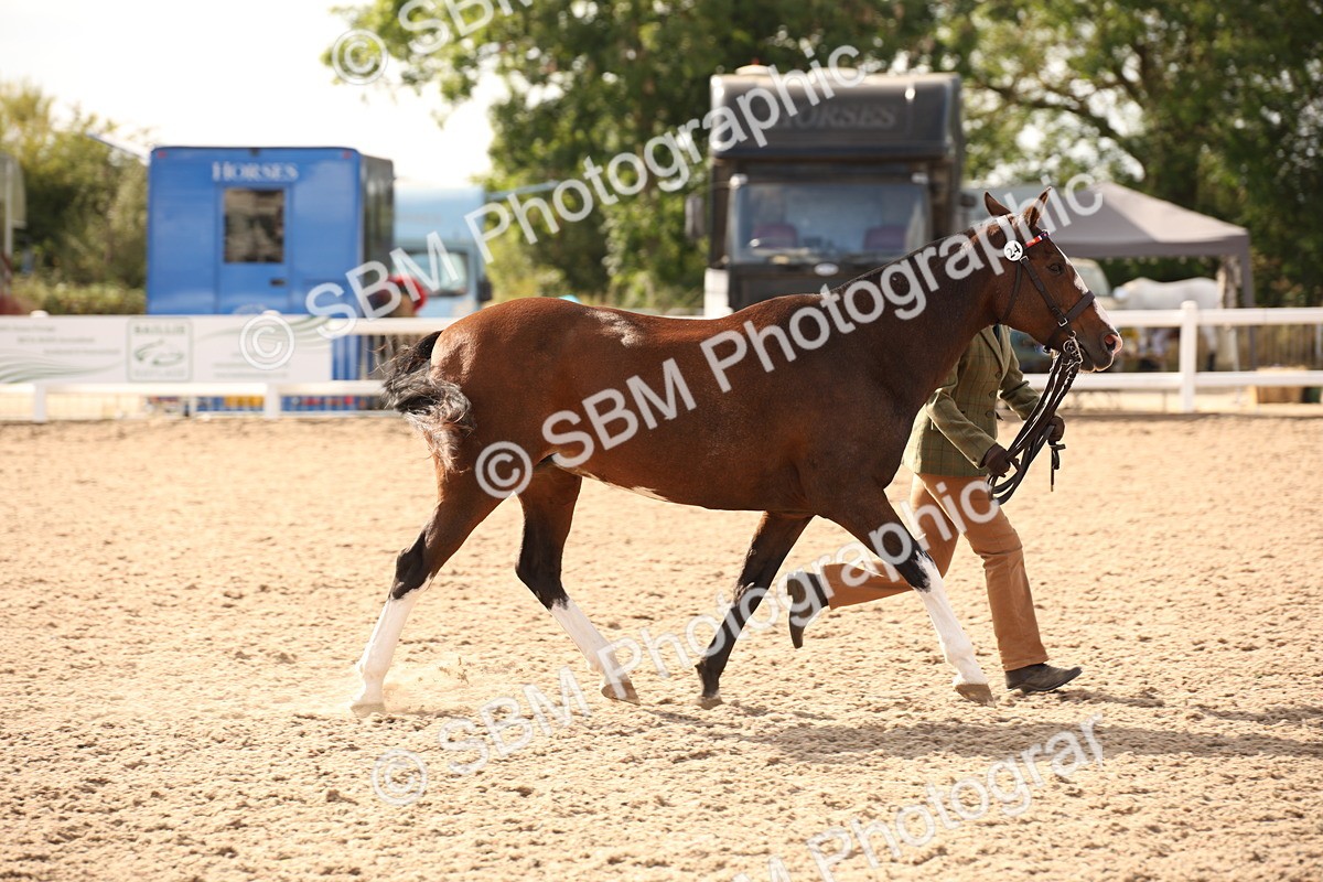 SBM_08201 - Class 27 - IH Competition Horse-Pony