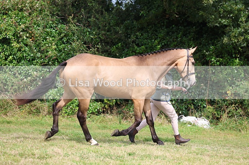 3E7A5502 - Class 20: Sports Horse In Hand