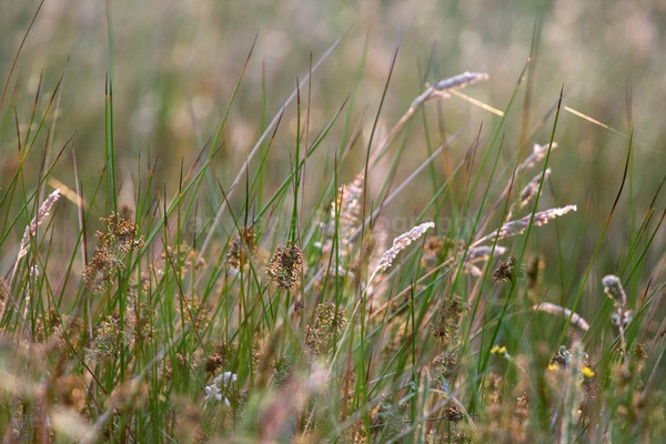 Meadow Grass _FL055 - Wild Flowers,  plants & Fungus photography, Great Britain