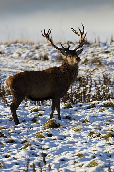 RED DEER ref rd 11a - THE DEER IN WINTER
