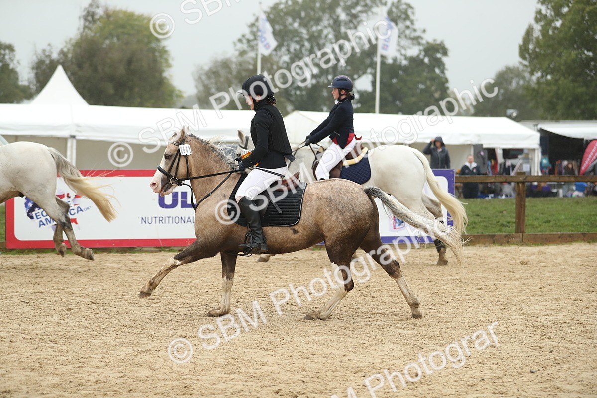 SBM_74148 - J16 - Junior Pony 75cm Championship