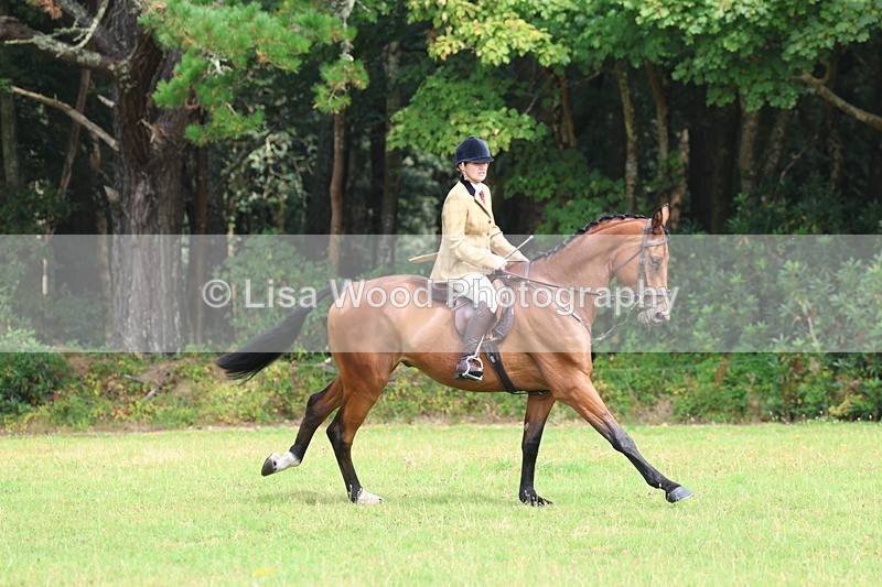 3E7A5877 - Class 26 and 27: 70cm Working Hunter