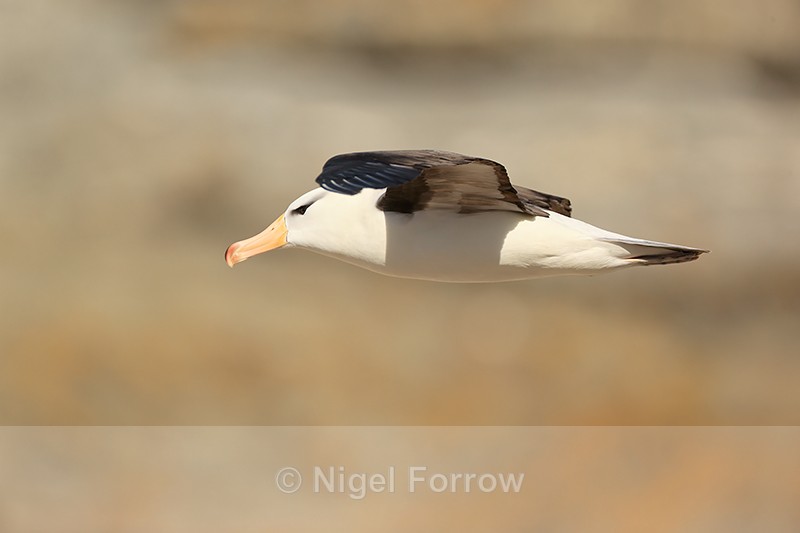 Black-browed Albatross glides past, Steeple Jason - Black-browed Albatross