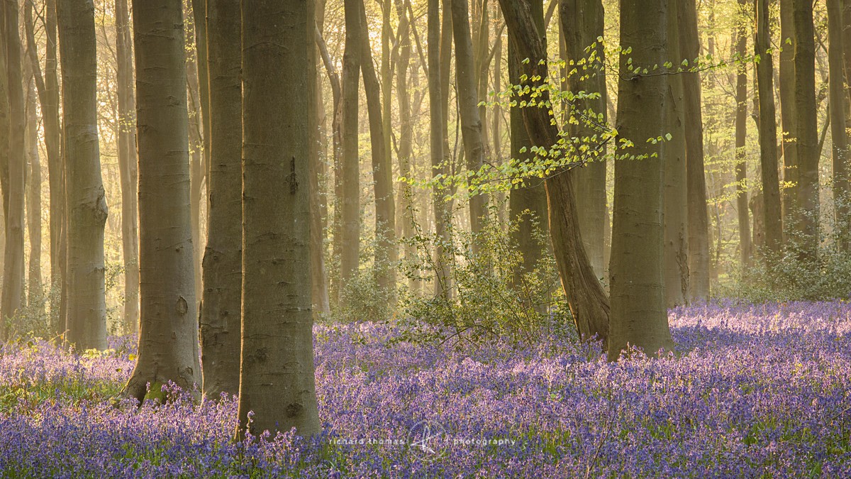 Soft light on bluebells - BlueWood