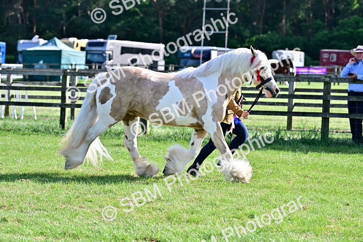 SBM_10182 - Class 63-65 - Traditional Gypsy Cobs In Hand & Ridden