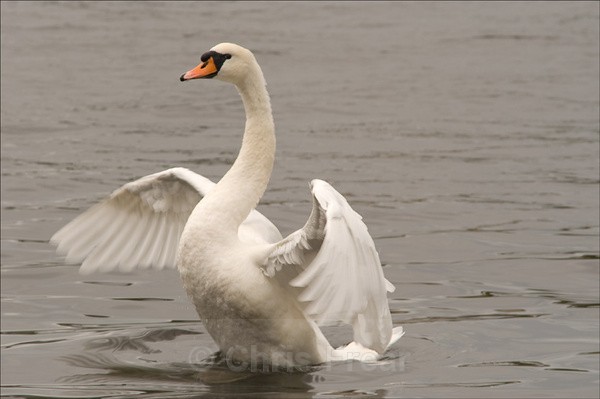  - Animals/ Wildlife