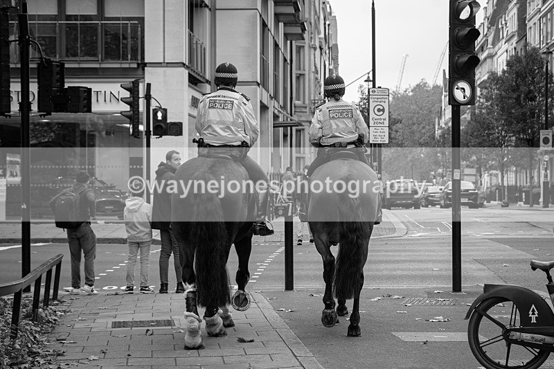 Z62_4745 - Animals In War Memorial 2025 - Park Lane, London