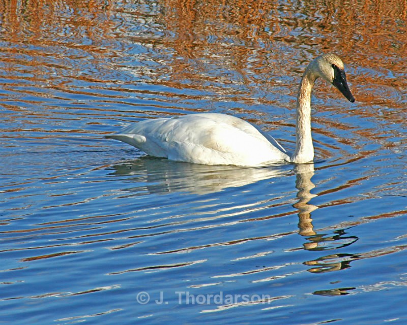  - Trumpeter Swans
