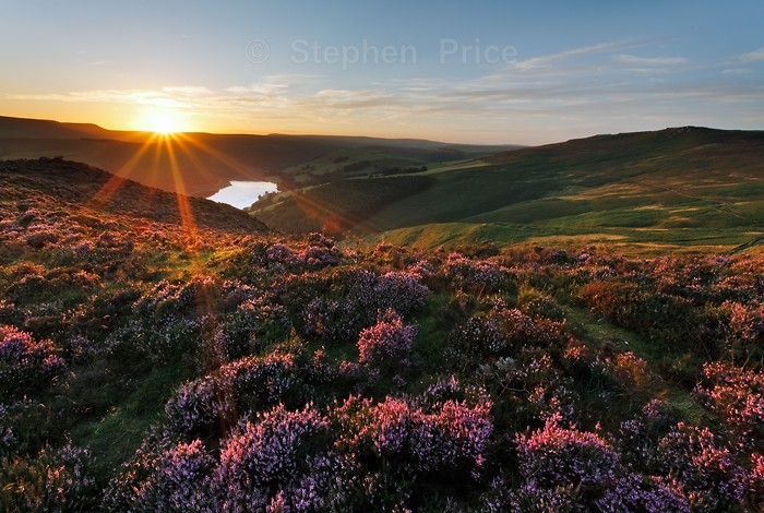 Evening Peak District Heather | Sunburst over Heather Field
