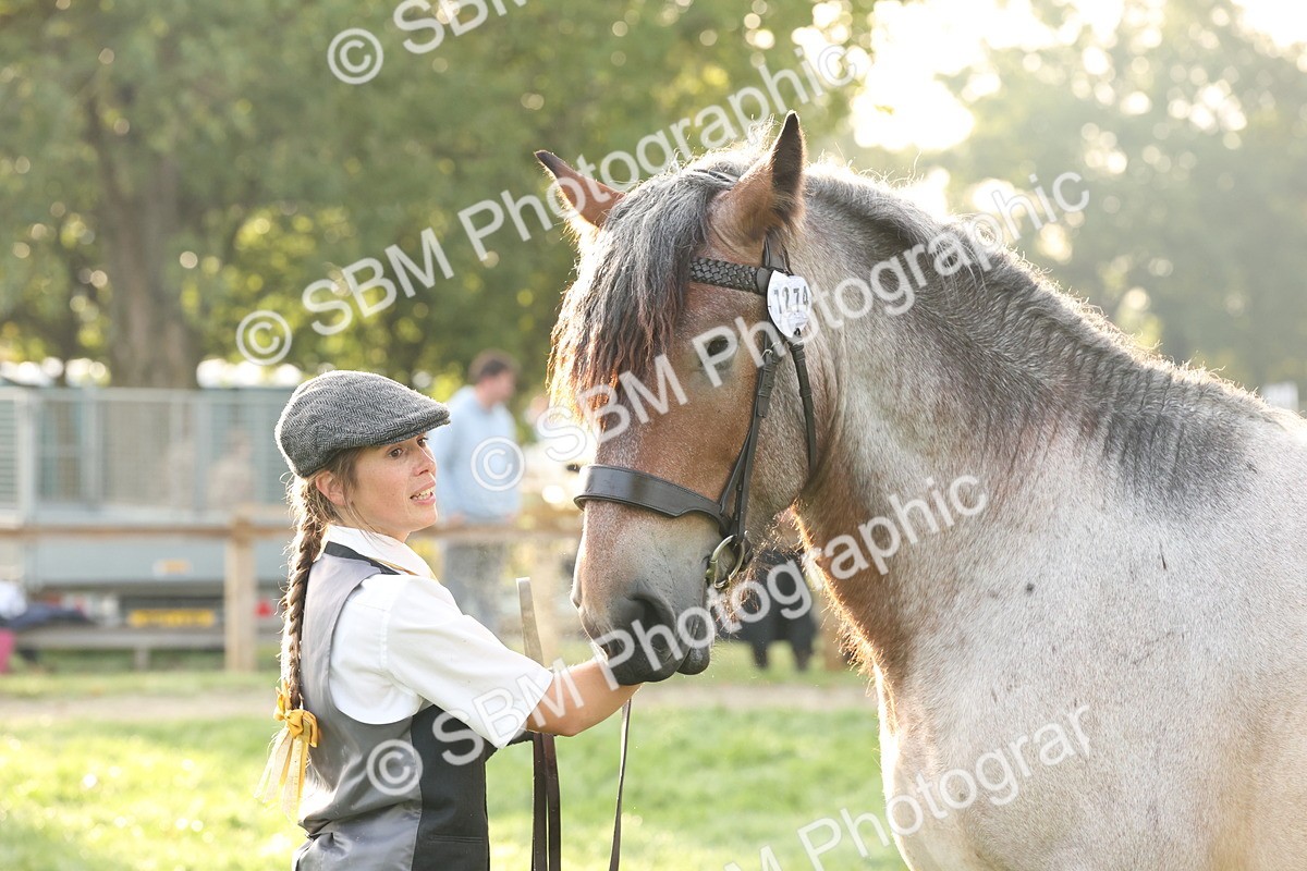 SBM_54425 - S51 - Foreign Breeds In Hand