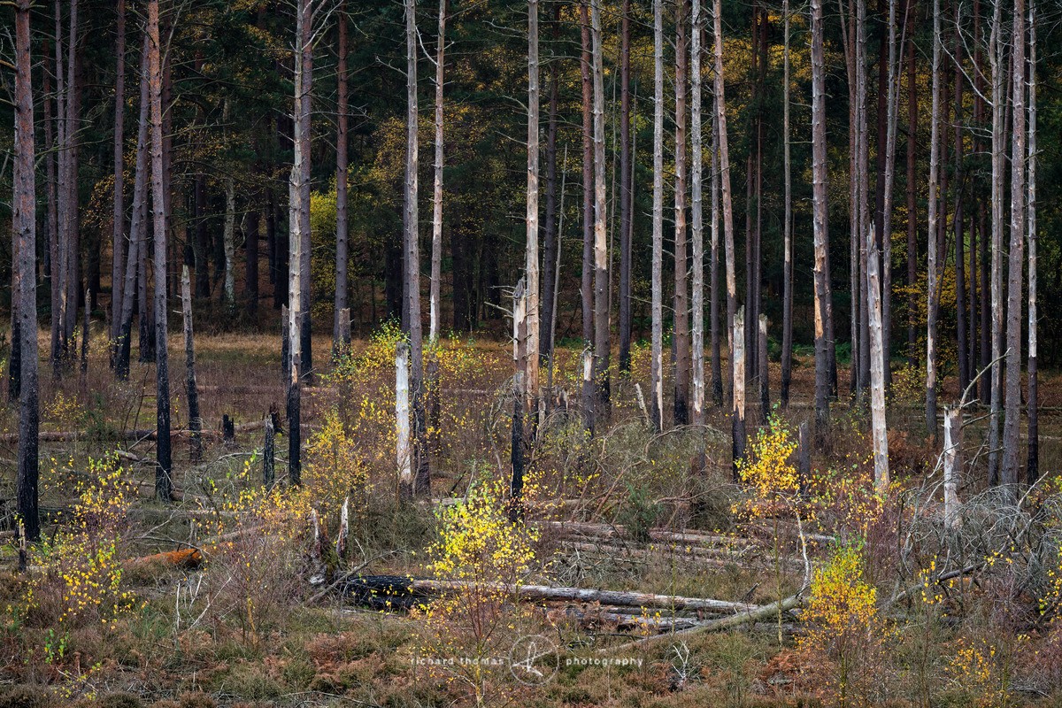 Autumn flames - Charred Recovery