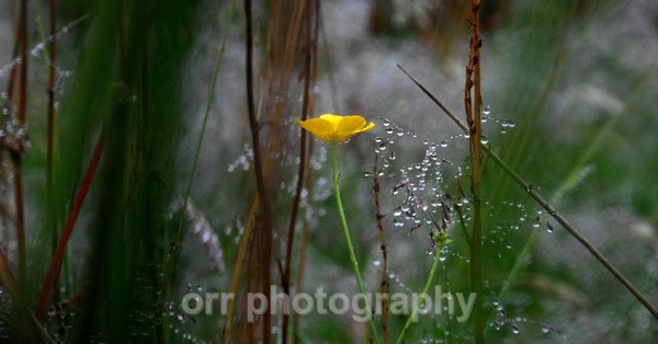  - Flowers