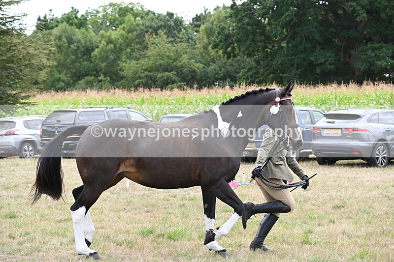 WJ6_6241 - Class 19 In-hand Veterans (Uploaded correct folder)