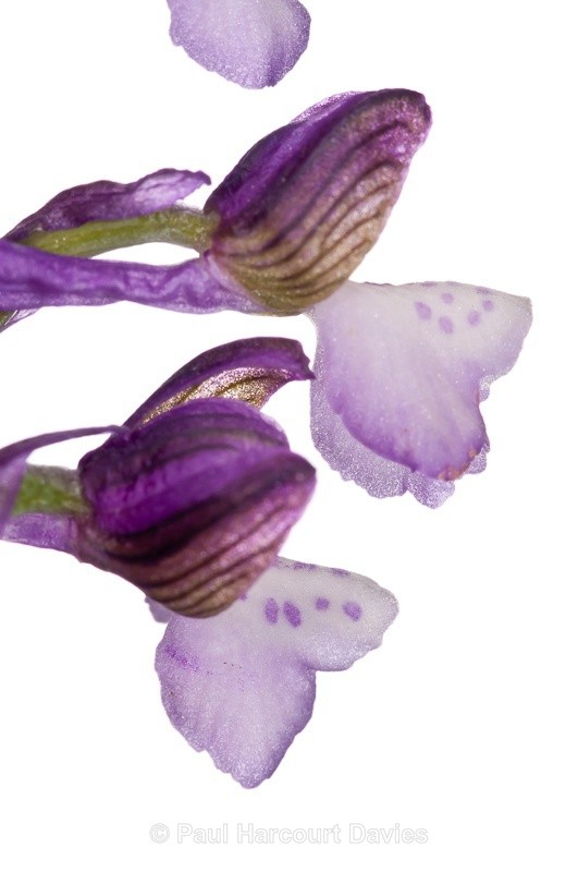  - WB: Orchids - Orchis