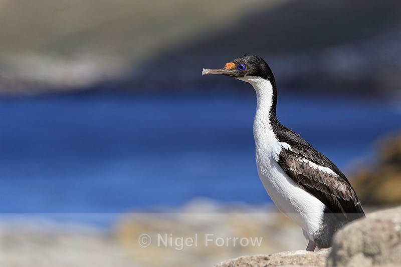 Imperial Shag looks out seaward, Carcass Island, Falklands - Imperial Shag