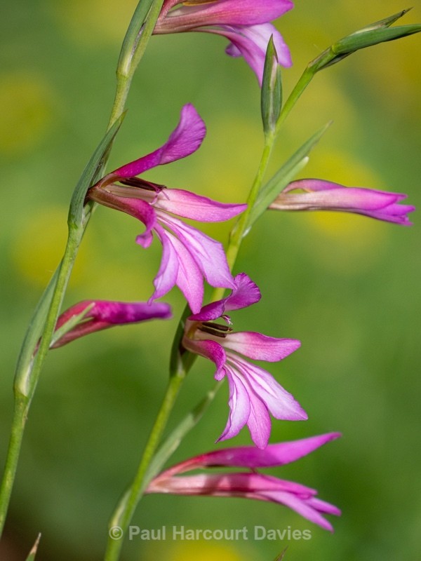 Field Gladiolus (Gladiolus italicus syn. G. segetum) - Gargano - Wild Flowers