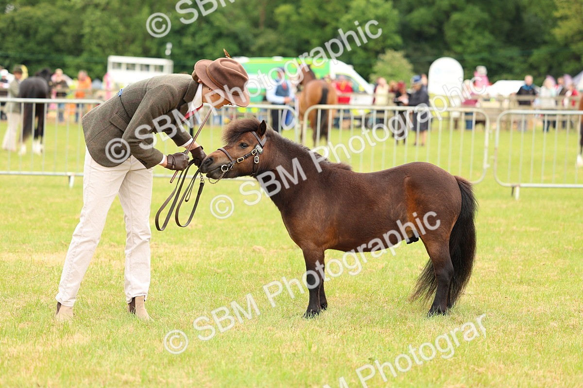 SBM_04467 - Class 64-67 - Shetland Pony In Hand