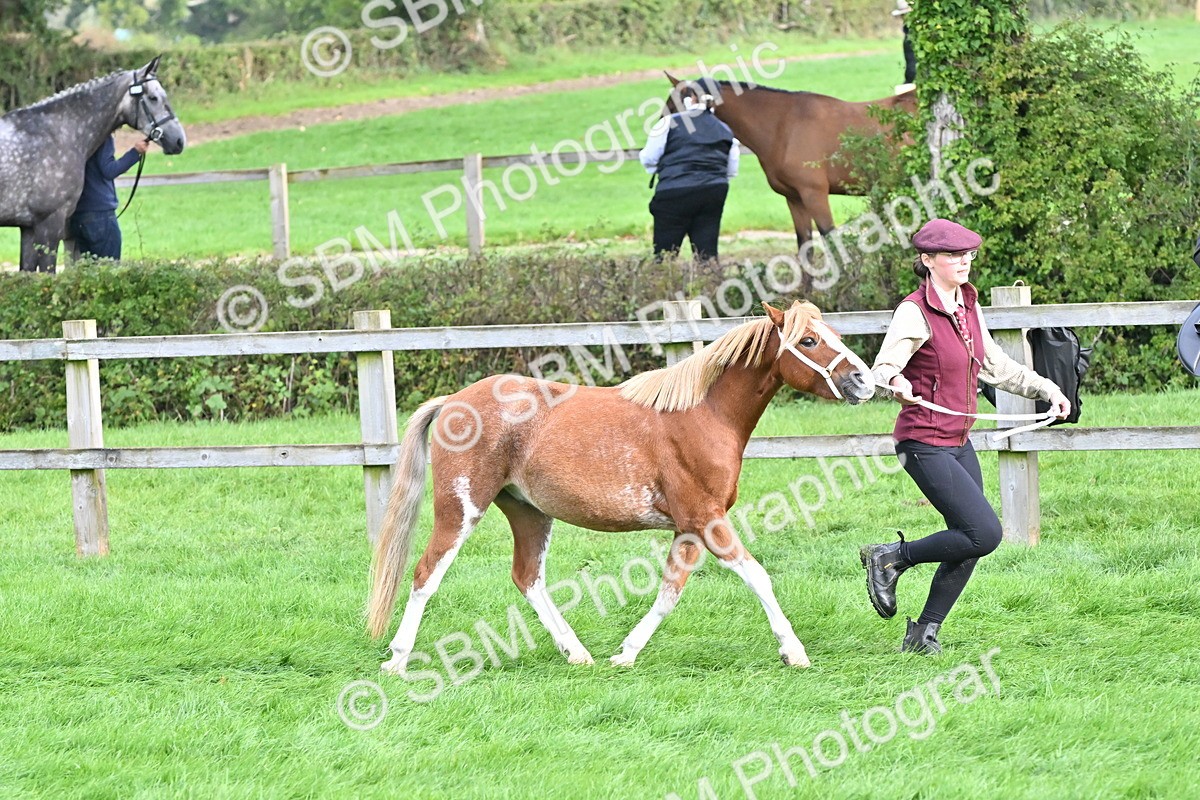 SBM_56924 - S45 - Coloured Pony In Hand
