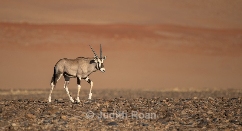 Oryx - Namibia 2022