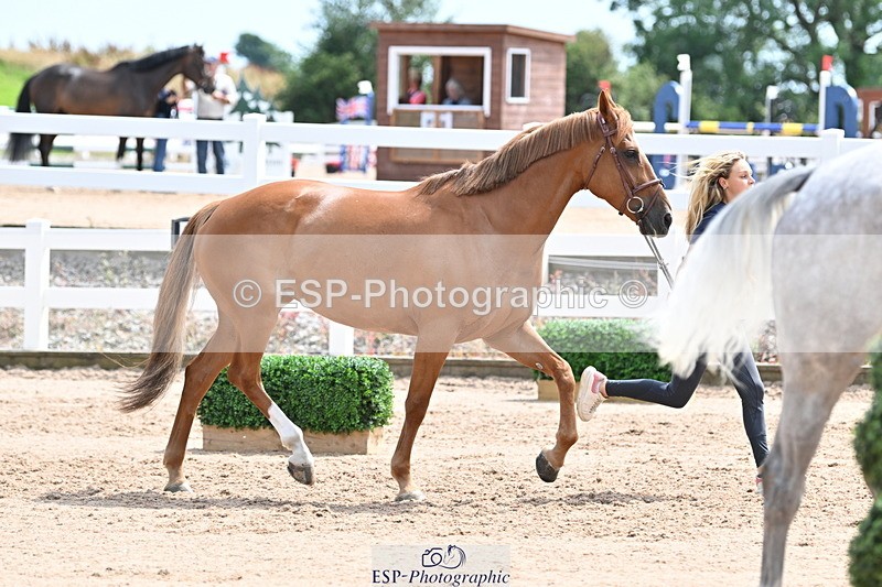 240717A-144347-02245 - Trot Up 2pm to 3pm - This folder is not in time order