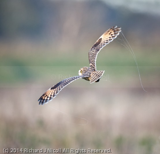 Short-eared Owl (Asio flammeus) with cobwebs - Short-eared Owl (Asio flammeus)