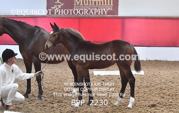 BPP_2230 - AFTERNOON 12.30 - 3.30PM