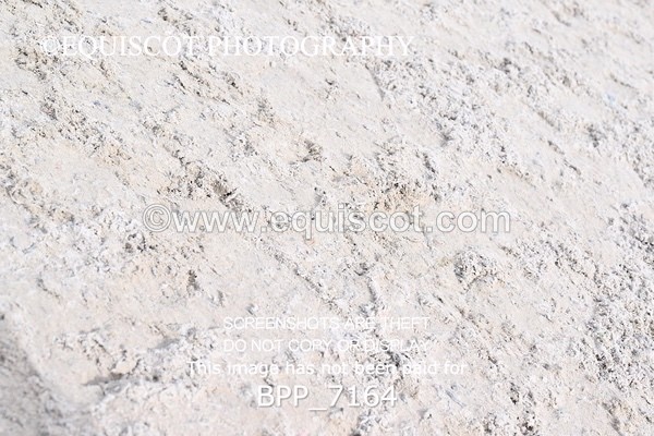 BPP_7164 - RING 1  (RIDDEN HORSES / IN HAND / VETERAN ETC)