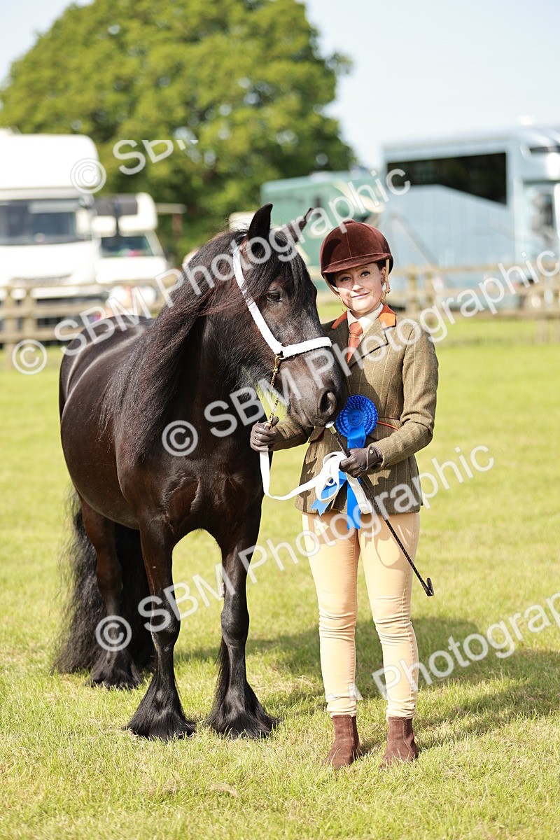 SBM_00857 - Class 14-23 - Mountain & Moorland In Hand Non Welsh