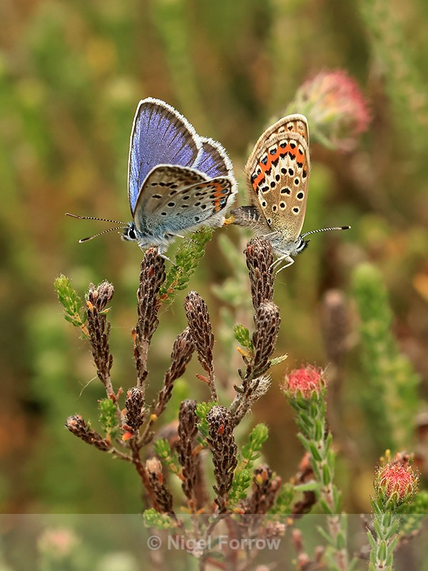 Silver-studded Blue (male and female), Arne, Dorset - INSECTS