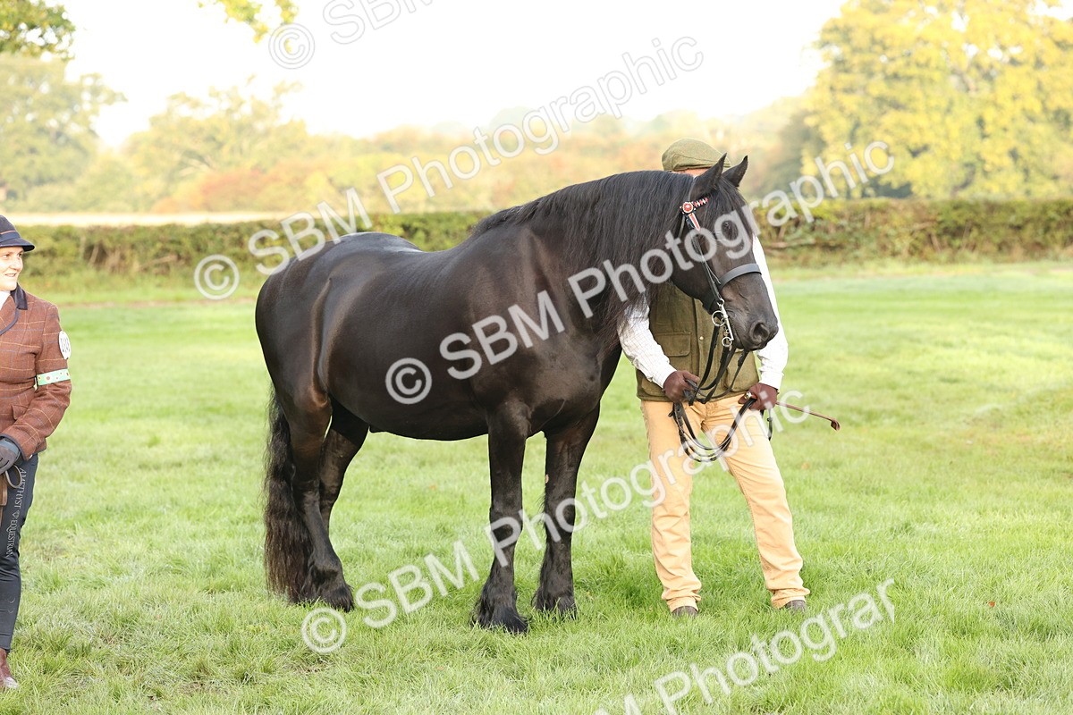 SBM_54441 - S51 - Foreign Breeds In Hand