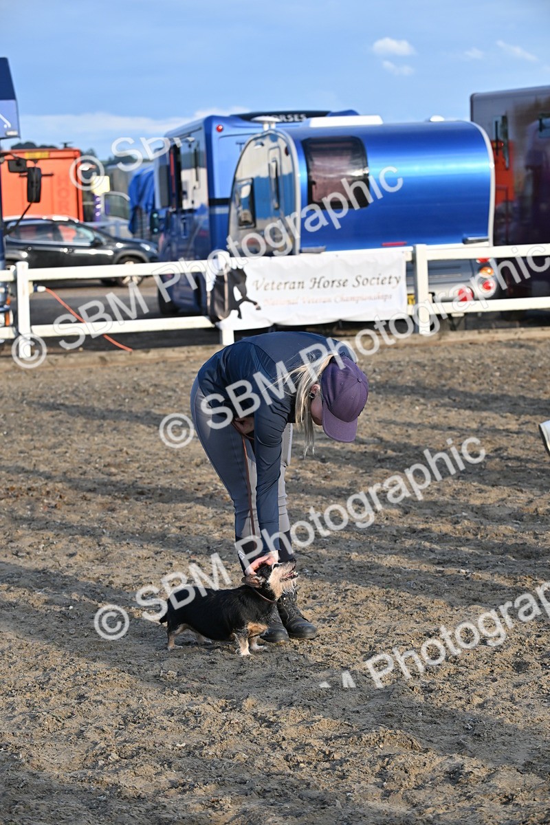 SBM_09496 - Lorry Dogs